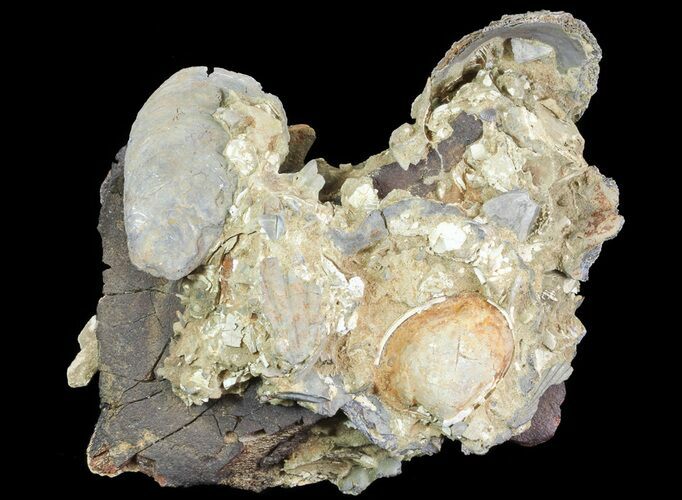 Fossil Chesapecten, Whale Bone & Clams - Virginia #67739
